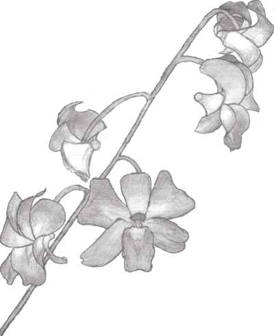 Fleur