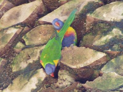 perroquets