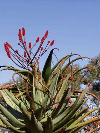 agave